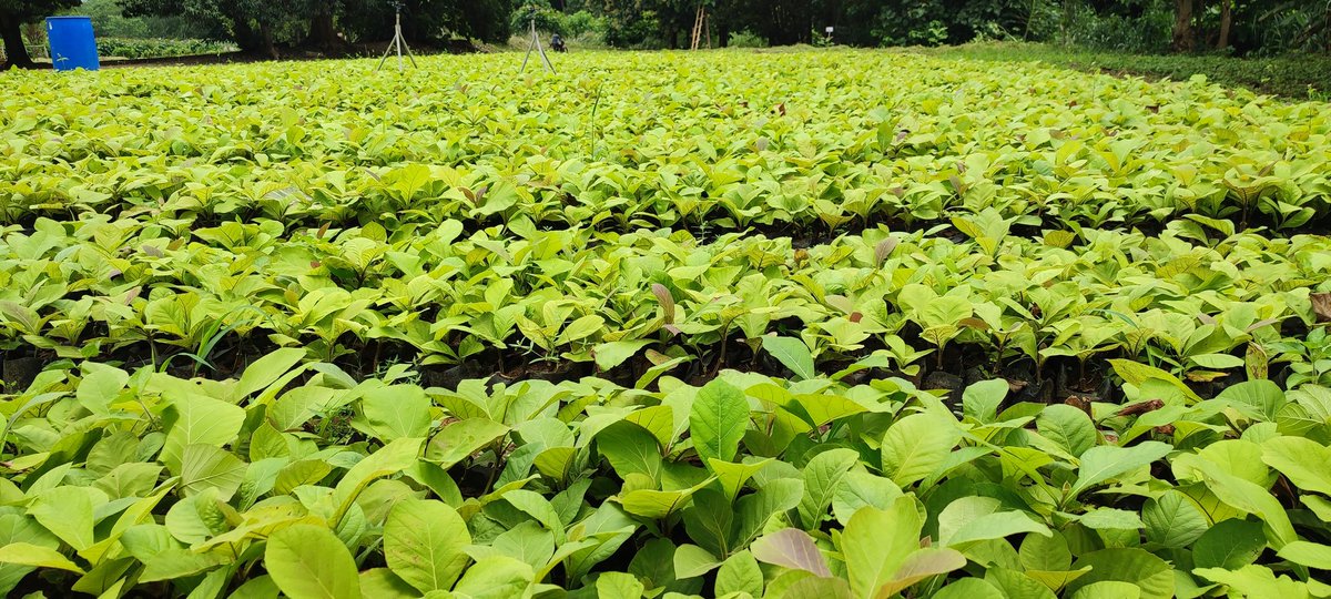 SODEFOR22's tweet image. La @SODEFOR22 reste à l&apos;écoute pour vos besoins de semences et de plants certifiés.
@FondationYes @dimbobin @FAOCotedIvoire @pnudcotedivoire @MINEF_CI