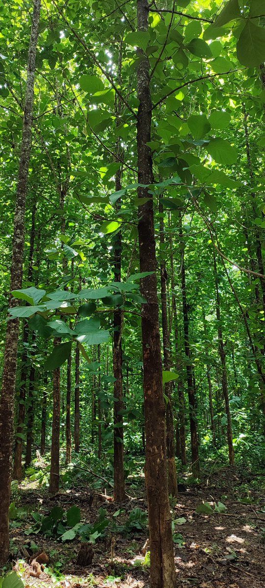 SODEFOR22's tweet image. La @SODEFOR22 reste à l&apos;écoute pour vos besoins de semences et de plants certifiés.
@FondationYes @dimbobin @FAOCotedIvoire @pnudcotedivoire @MINEF_CI