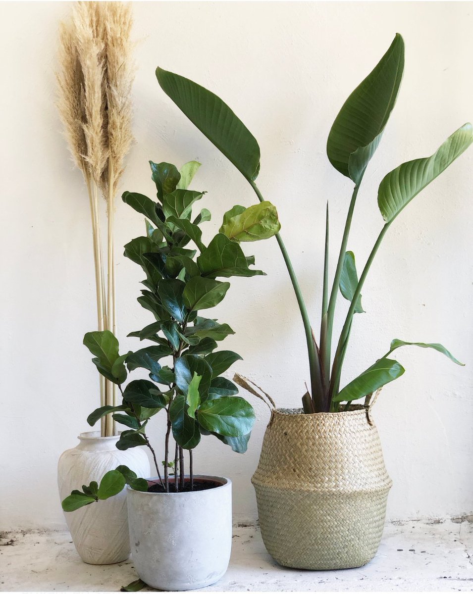 pop_wilder's tweet photo. The perfect set of three plants make any space look high end and beautiful xx add in some lush textured pots and with our help you can create this look too x just dm to organise a delivery across melbourne and the peninsula or pop into our cute new studio in Elsternwick xx 
.
.
. https://t.co/LF0Stwatu9