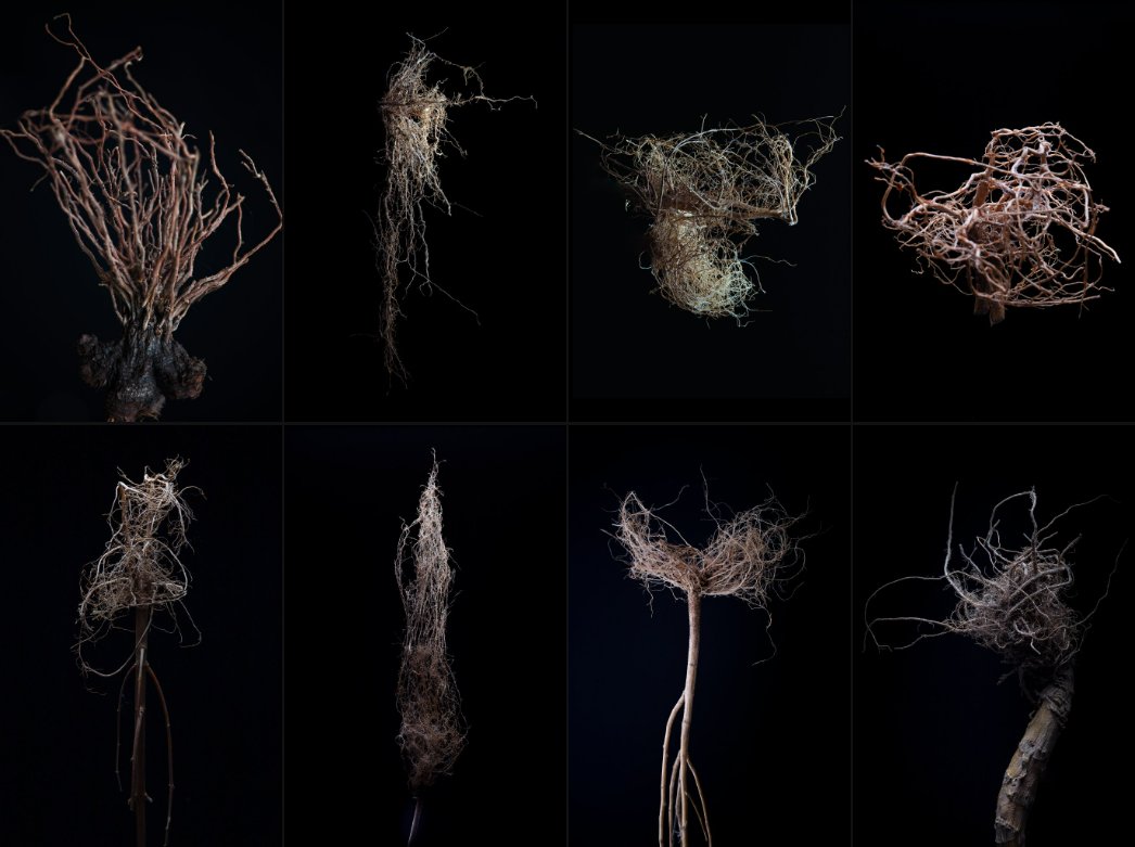 rhizome 🌱 tweet media