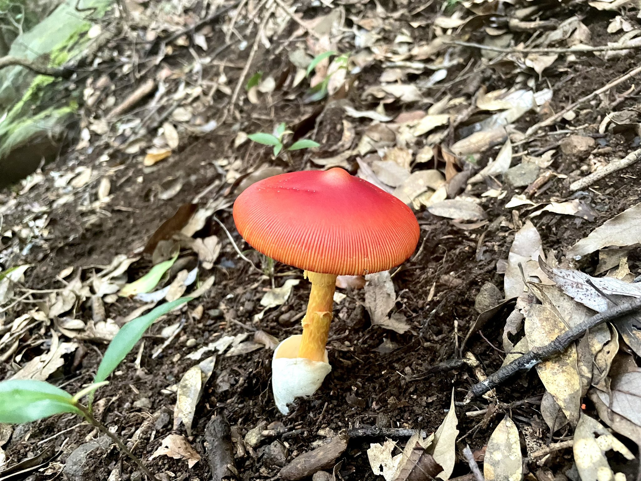 べにてんぐの会 Edoo Ch 失礼します タマゴタケの発生情報を集めています このタマゴタケの発生地はどちらですか 差し支えない範囲で教えていただければ幸いです ただし環境保全の観点から市区町村より細かい情報は避けて下さい ツイートをまとめ