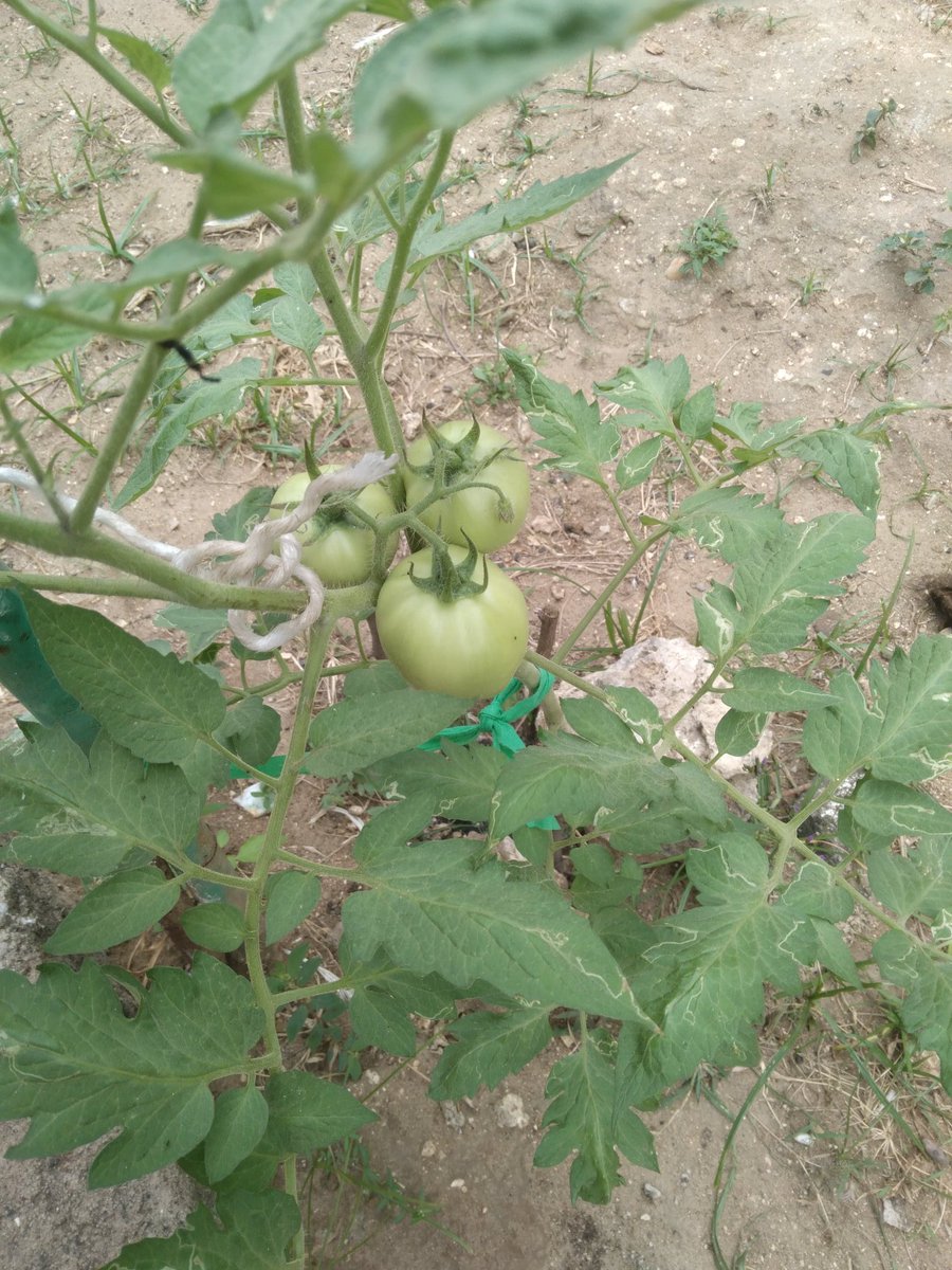 sim_mariam's tweet image. Yaaaasssss! Green thumb activate