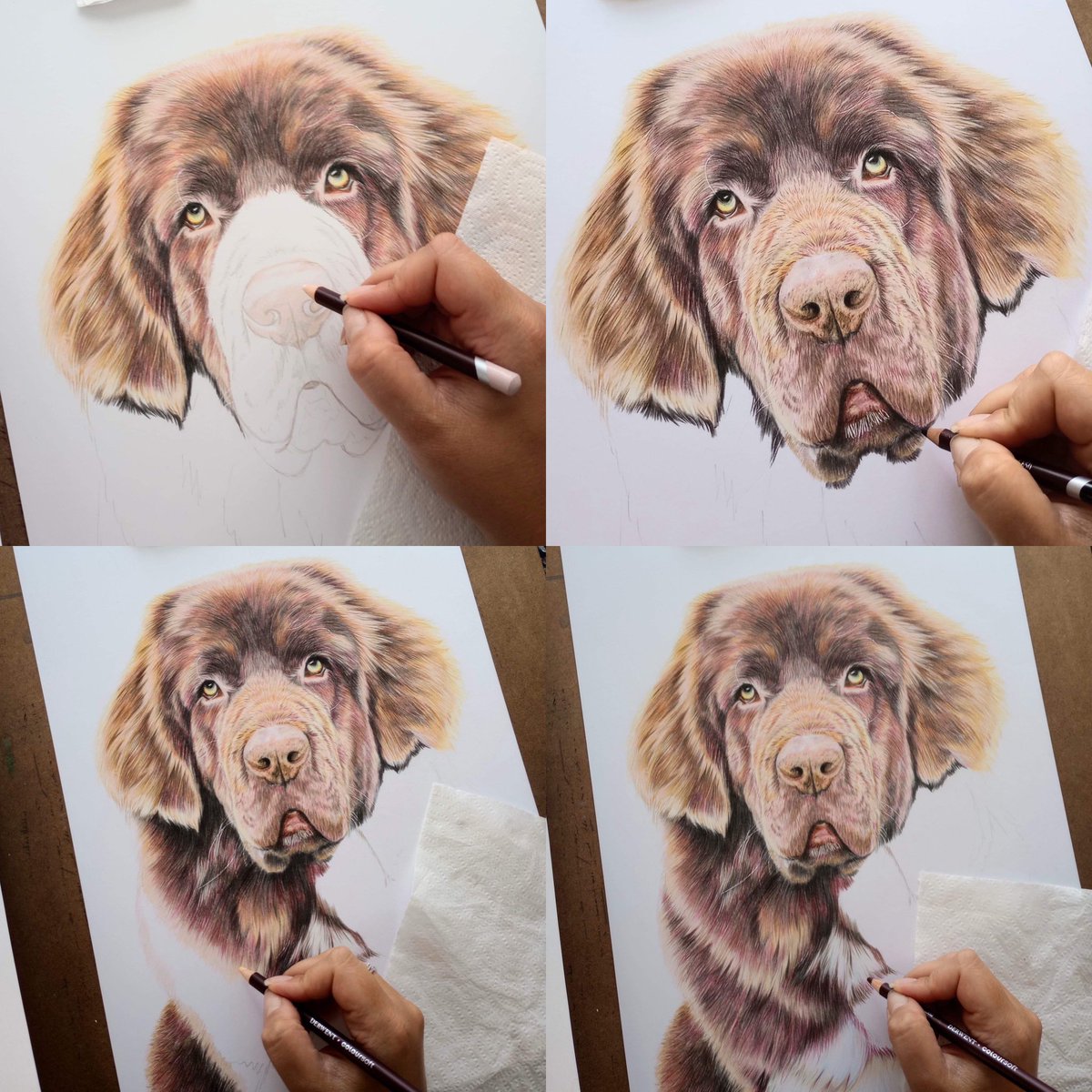 SophieBlissArt's tweet photo. And here is the step by step drawing of ‘Bear’, using coloured pencils is all about building up the layers and boy did this take some layering!
#colouredpencils #stepbystep #layering #petportrait #somanycolours #art #drawing #pencilart https://t.co/XESzZDniIX