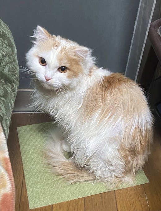 シャンプー仕立てのちょいオコイケメン。
ちゅ〜るのお陰で機嫌は7割回復して❤️🩹近づいて来てくれた