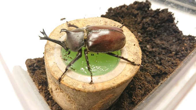 北海道でもカブトムシが捕れるんですよ 