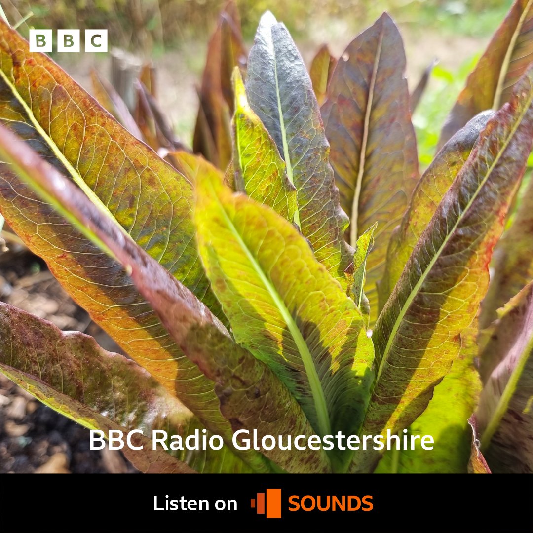 Sunday Brunch: Today <a href="/StephensPhotos/">Stephen Studd Photography 📷</a> takes us on a tour of his allotment and describes growing this Deer Tongue Lettuce 👇 Listen live on 👉 bbc.in/glos