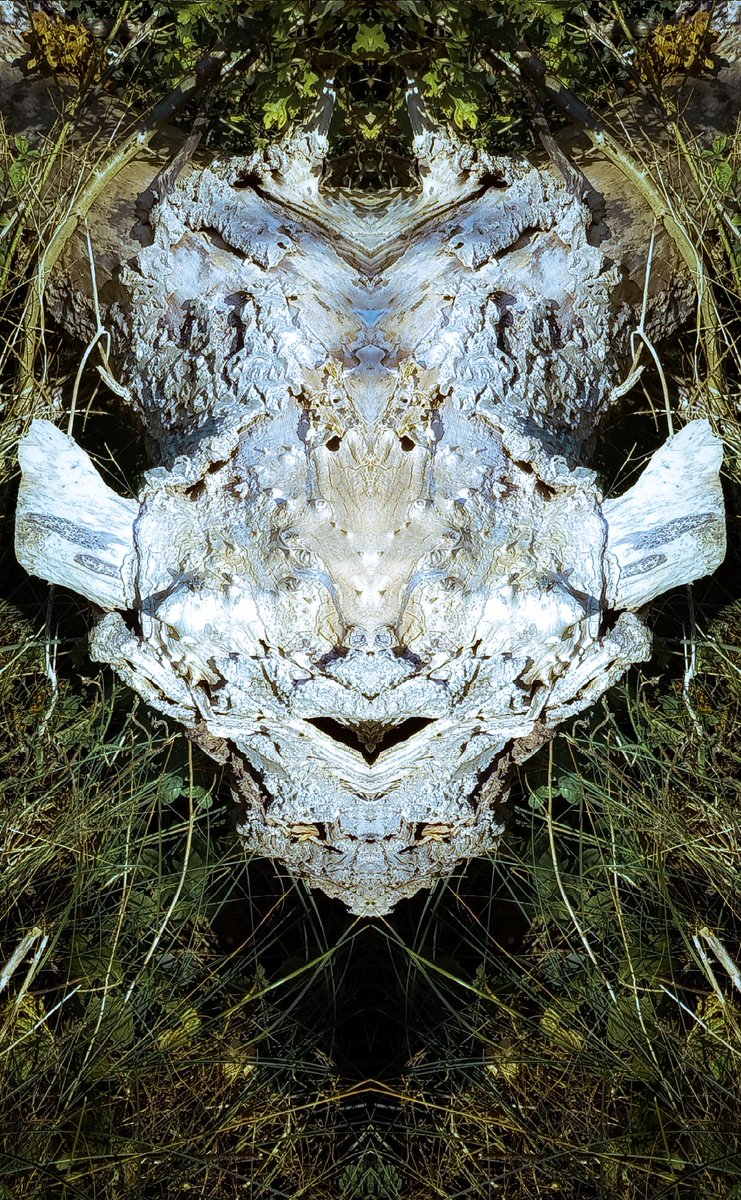 RoeliRoots's tweet photo. Happy Sundays. I'm just trying to figure out where to go with this #nft. Some say nature is as pure as it gets, but who says nature cant put on a mask? #nftcommunity #nftpeople #nftfamily #nftprogress https://t.co/2V0F6MPML4