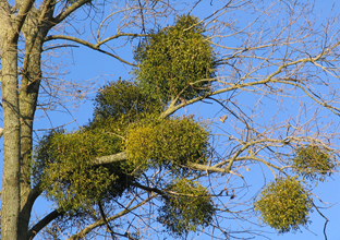 LornaDuncan01's tweet photo. RCCM annual conference 2022, Monday 4th Sept, 16.15-16.30 GMT. Looking forward to presenting insights from interviews with #nhs patients and staff who took part in the first UK clinical trial of Mistletoe and Breast cancer
https://t.co/2ojMux5UGX
#CancerResearch https://t.co/RycR4mhOTA