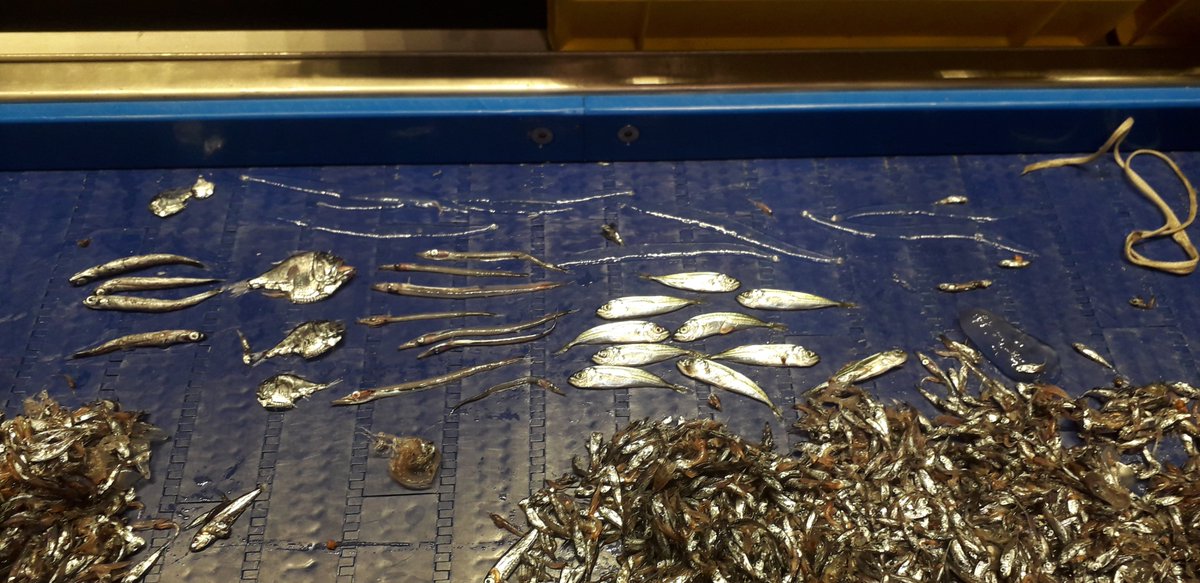 Thibault_Cariou's tweet image. A little bit of night time action on the #M2S2 survey. 🌙 Some species migrate vertically and move to the surface to feed once the light is gone. It translated in our haul with a higher species diversity! Aside pearlsides: Greenland argentine, hatchetfish, baracudina, glass eel