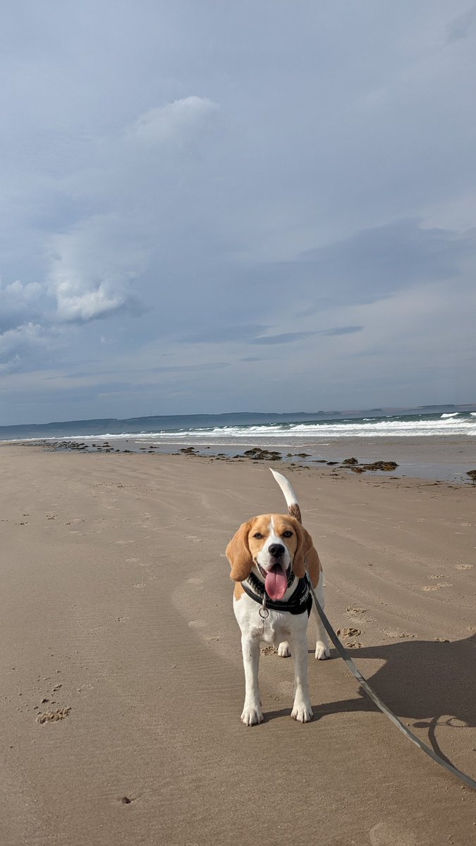 _lolalollipop's tweet photo. Always happy to be at the beach โฅ๏ธ
#beach #beaglesatthebeach #beaglesoftwitter #dogsatthebeach #dogsoftwitter #dogs https://t.co/PqvzK9vIhg