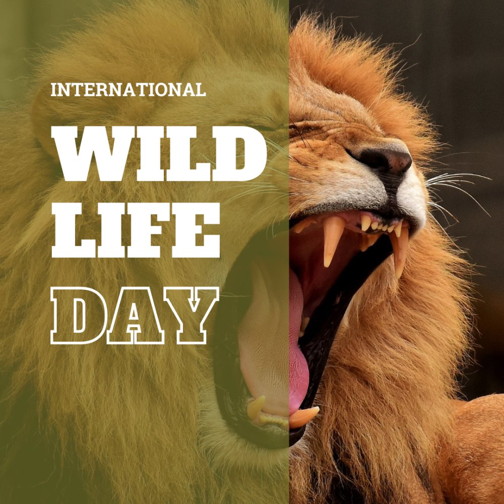 It's International Wildlife day today. Here are 32 Interesting facts about different animals eyes and their vision #Eyes #InternationalWildlifeday #Optician #Facts 
discoveryeye.org/32-facts-about…