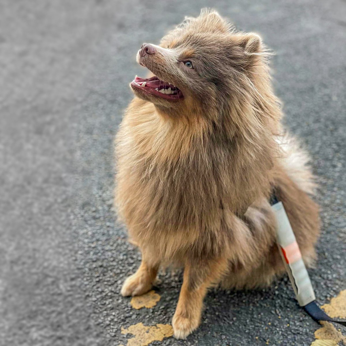 💡𝙎𝙪𝙣𝙙𝙖𝙮 𝙎𝙥𝙤𝙩𝙡𝙞𝙜𝙝𝙩💡
Introducing 𝗕𝗷𝗼𝗿𝗻!
Skills: Paw, Sit, Down, High 5, Up, Boop, Touch, Middle, Spin, Wait &amp; Fetch 🤗
Available for Modelling, #Stage &amp; #Screen work ✨
Ideal for #wizardofoz, #anythinggoes, #bulletsoverbroadway, #gypsy &amp; many more!