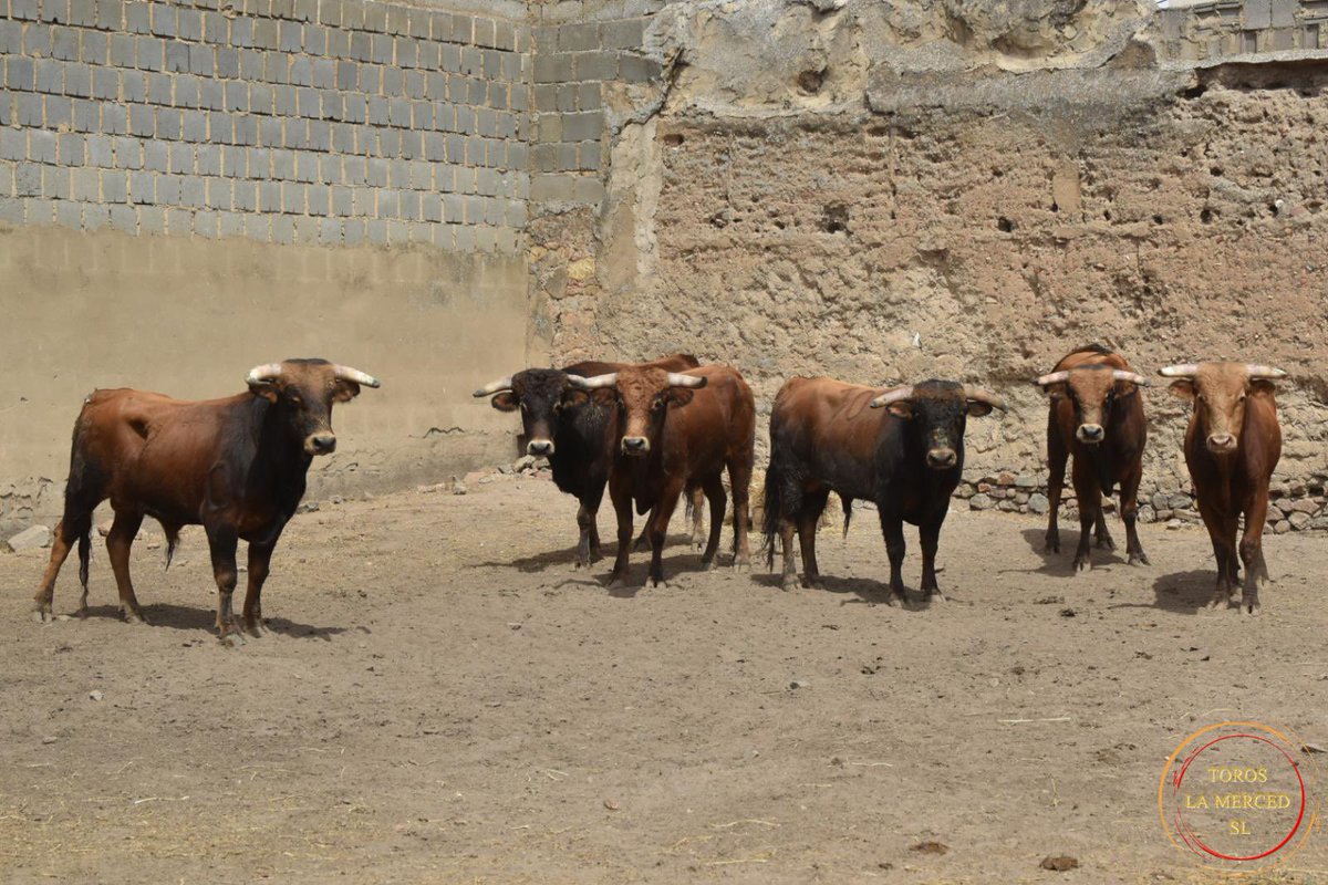 merida_toros's tweet photo. 📸 IMÁGENES | En la plaza de toros de Mérida se lidian hoy 🐂 reses de La Glorieta #NovilladaSinPicadores 

🗓 4 de septiembre #ElToreoEterno #Merida22 https://t.co/j5cMWw6MJ7
