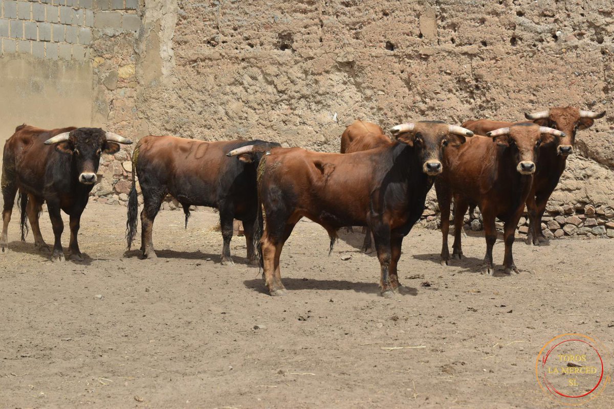 merida_toros's tweet photo. 📸 IMÁGENES | En la plaza de toros de Mérida se lidian hoy 🐂 reses de La Glorieta #NovilladaSinPicadores 

🗓 4 de septiembre #ElToreoEterno #Merida22 https://t.co/j5cMWw6MJ7
