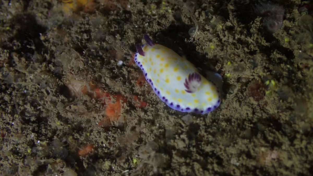 fishwolf2's tweet photo. nudibranch ，渔山列岛，20220607 https://t.co/xdD3JEisRu