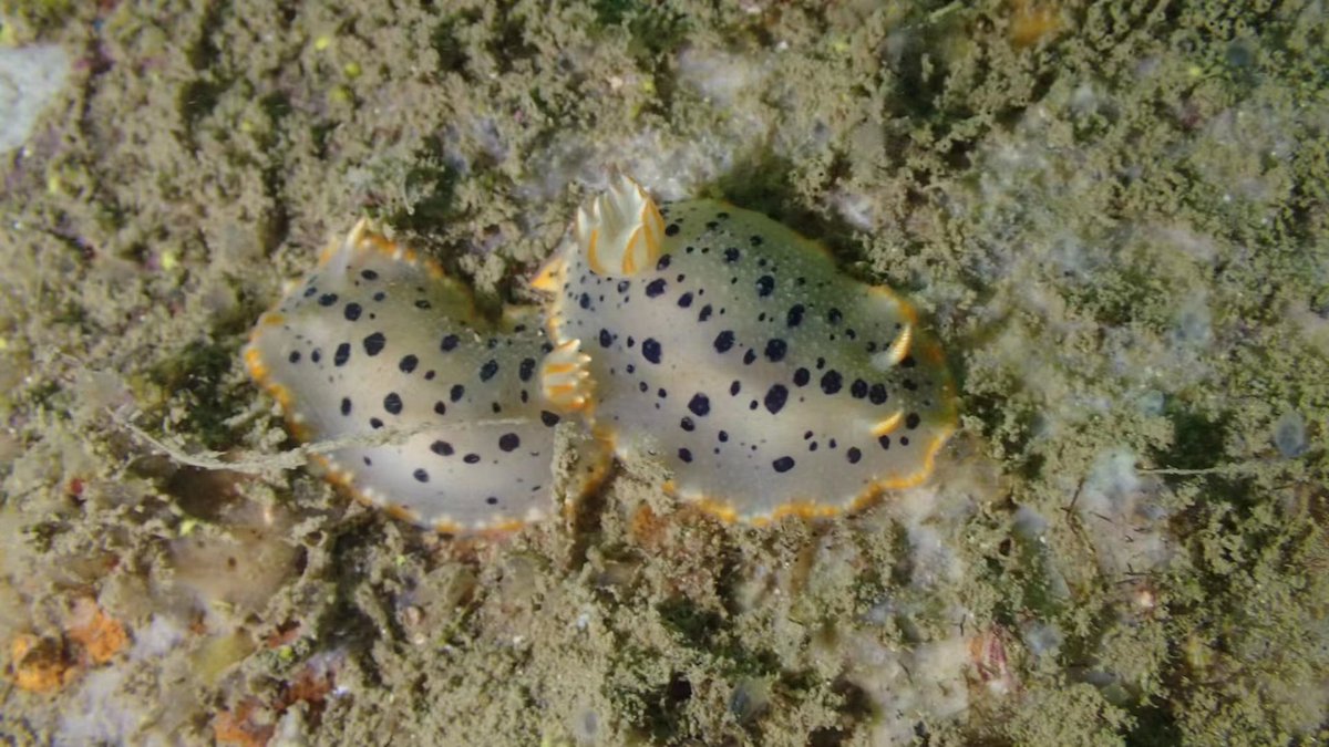fishwolf2's tweet photo. nudibranch ，渔山列岛，20220607 https://t.co/xdD3JEisRu