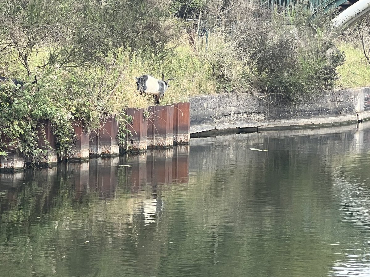 Finally got round to testing the bike ride to new school. Canal adds a bit on distance but nice ride. Over the last 5 years I’ve ran and biked on the canal a lot, and saw a first today, think they’ve escaped a local farm. Had to stop and take a photo.