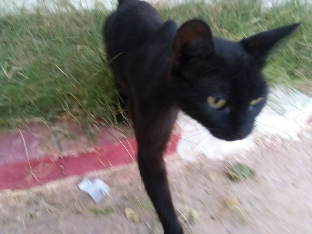 LechehebHamza's tweet photo. @ThingOnCat https://t.co/KTpflhe2Lh