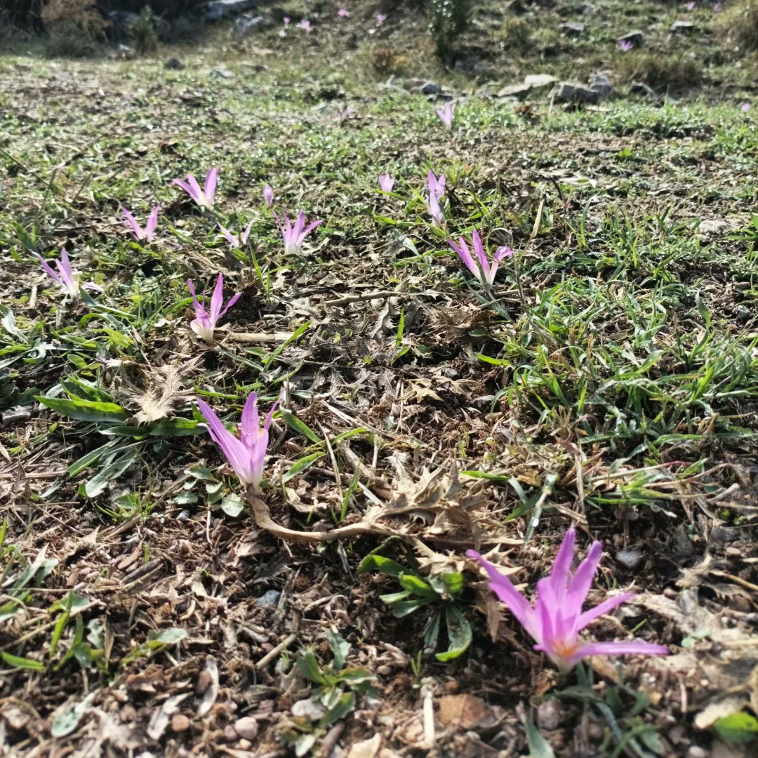 alsolsona's tweet photo. Por si algún despistado no se había dado cuenta, el otoño se acerca, los días acortan. Nos lo recuerda la #Quitameriendas , que ya ha emergido en el #Montsec. 
Estas son en las proximidades d la Hermita de la #Fabregada.
#ColchicumMontanum
#Alsamora
#SantEstevedelaSarga 
#Montsec https://t.co/W0xK1qDpVQ