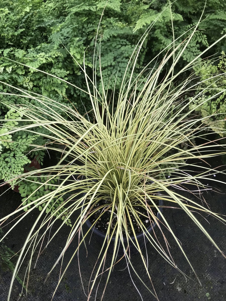 Ok help us out you luvy people what’s the name of this lovely little grass ?