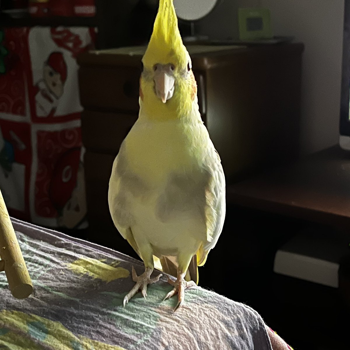 55pup's tweet photo. 宇宙人感ある
 #鳥のじーっを見せて https://t.co/gQHy45mL5g