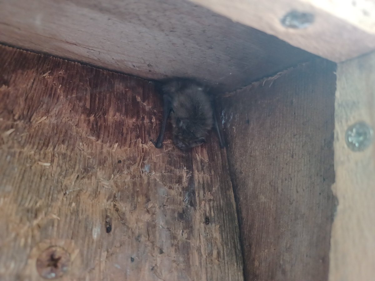 The Baby update for @lizardschwartz and the whole of #BatFan twitter - he found a box overnight to claim as his own. Shouted obscenities at me when I disturbed him to take this photo. Seemed typically bat like this morning. #BatCare #CareNetwork #BatsOfTwitter #BCT