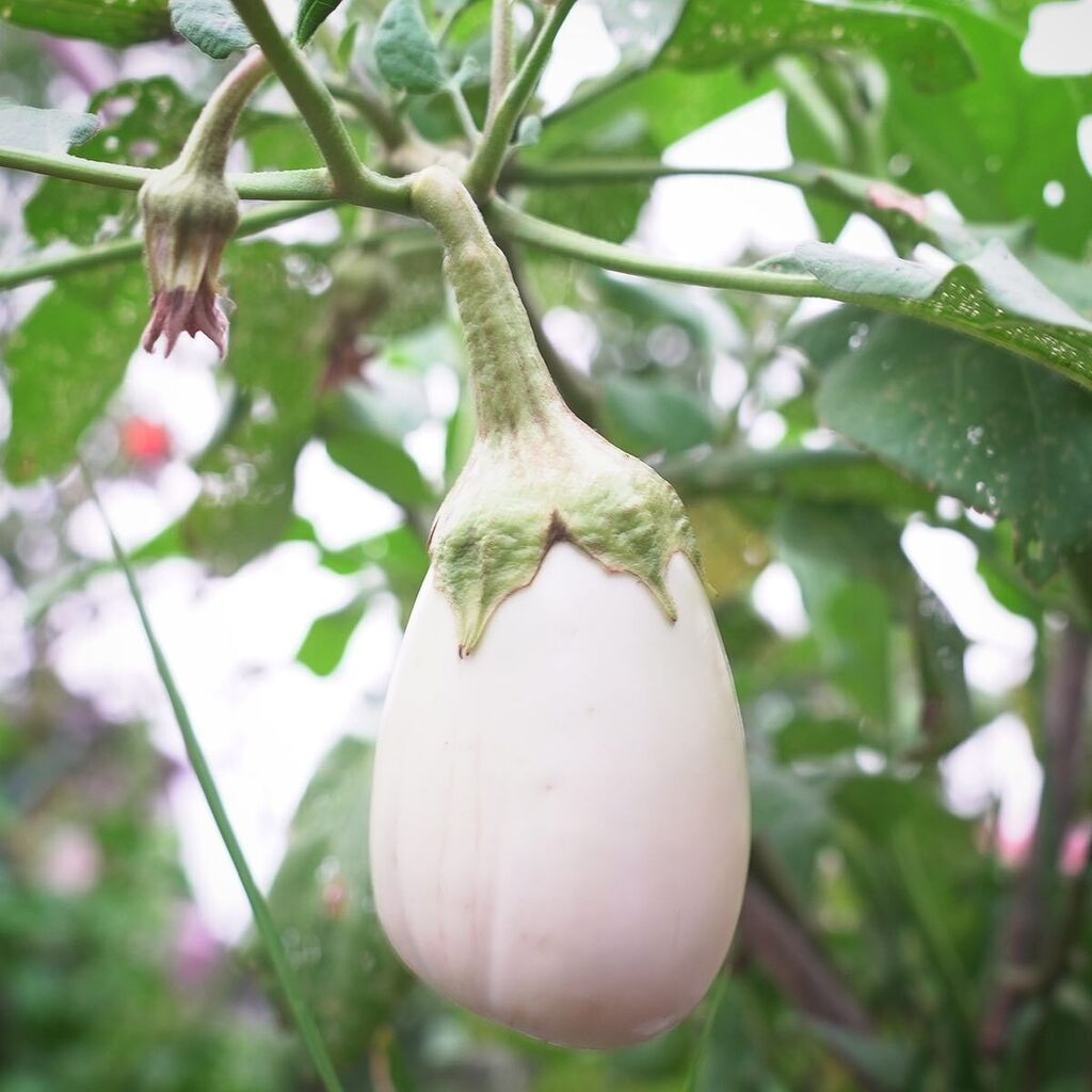 白ナス収穫 Twitter Search Twitter