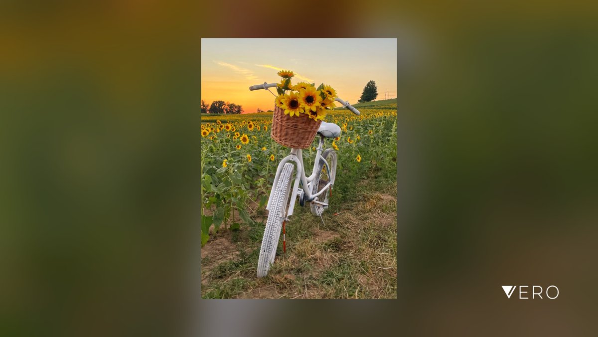 crazycitylady's tweet photo. #Sky #Nature #Field #Outdoors #Growth #Plant #RuralScene #Grass #Agriculture #sunflower #sunflowerfield #flowers #flower #floral #flora #bridgecity #pitt #pittsburgh #pittsburghartist #pittsburghart #pgh #pghcreative #412 #pa #penn… https://t.co/lP5TETcwTs https://t.co/pfsWQpwKN5
