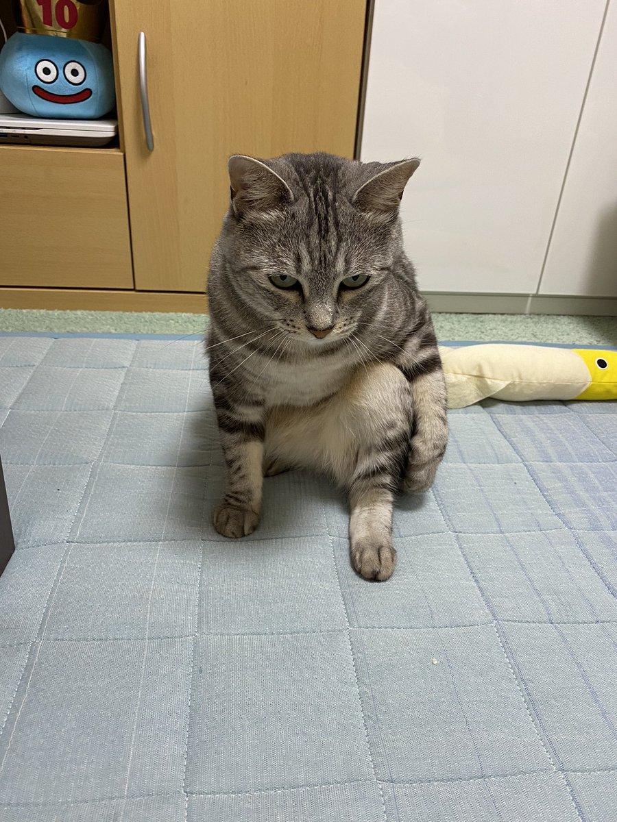 🐾スラひろ(･ω･)ﾉ🐾 tweet media
