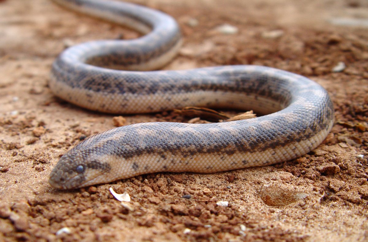 AnimalFactHub's tweet photo. The Javelin Sand boa (Eryx jaculus) is found in Eastern Europe, North Africa and the Middle East

The way they got their name is a little sad. The ancient Greeks used to throw them at enemy ships to distract and confuse the enemies, as well as the poor snake

#animals #facts https://t.co/nL7khlDu5X