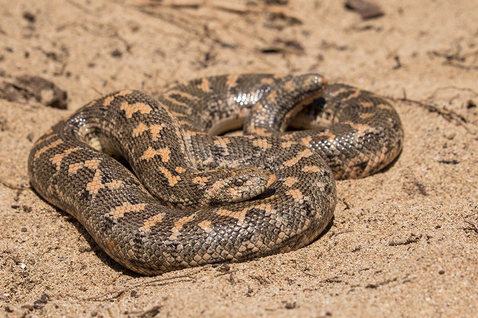 AnimalFactHub's tweet photo. The Javelin Sand boa (Eryx jaculus) is found in Eastern Europe, North Africa and the Middle East

The way they got their name is a little sad. The ancient Greeks used to throw them at enemy ships to distract and confuse the enemies, as well as the poor snake

#animals #facts https://t.co/nL7khlDu5X