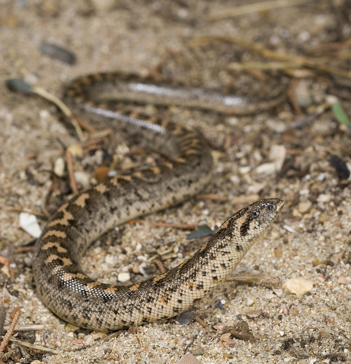 AnimalFactHub's tweet photo. The Javelin Sand boa (Eryx jaculus) is found in Eastern Europe, North Africa and the Middle East

The way they got their name is a little sad. The ancient Greeks used to throw them at enemy ships to distract and confuse the enemies, as well as the poor snake

#animals #facts https://t.co/nL7khlDu5X