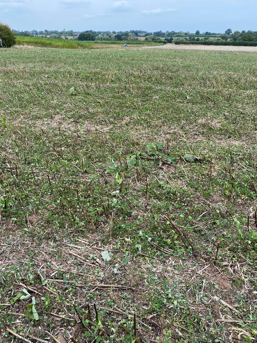 OrnithoFlora's tweet photo. A busy morning #birdringing in #cheshire yesterday. 138 birds encountered including 99 Greenfinch, 10 swallows 2 of which were controls and 4 Yellow Wagtails. #notill field pictured full of insects for swallows and wagtails. @Jake_Greg0ry @mattcornes1 https://t.co/Xw2n6Cmavl