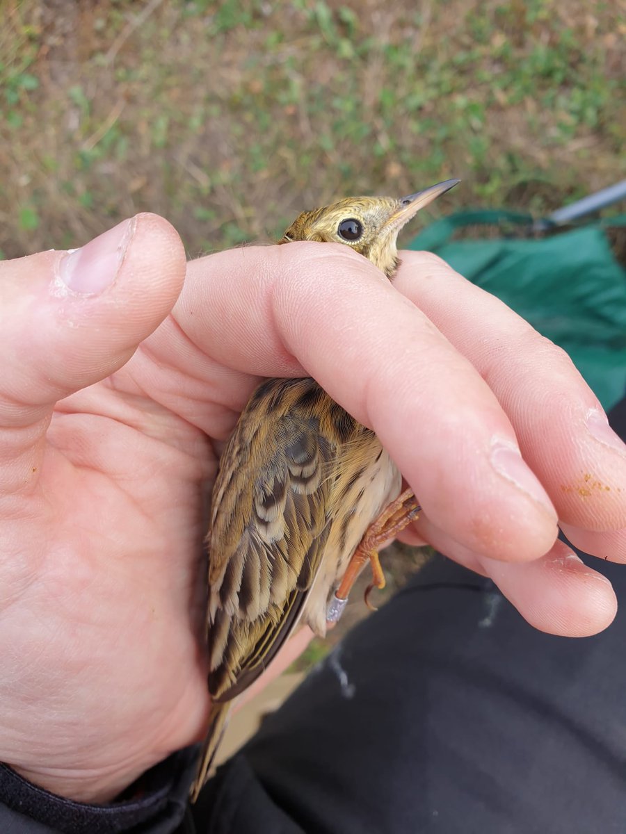OrnithoFlora's tweet photo. A busy morning #birdringing in #cheshire yesterday. 138 birds encountered including 99 Greenfinch, 10 swallows 2 of which were controls and 4 Yellow Wagtails. #notill field pictured full of insects for swallows and wagtails. @Jake_Greg0ry @mattcornes1 https://t.co/Xw2n6Cmavl
