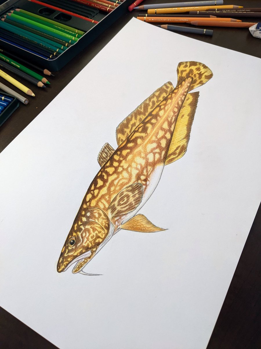 OMorissette's tweet photo. I've been at hard work to finish this piece for #SundayFishSketch, not on the theme, but I'm quite satisfied with it. https://t.co/B1iKVVg6OS