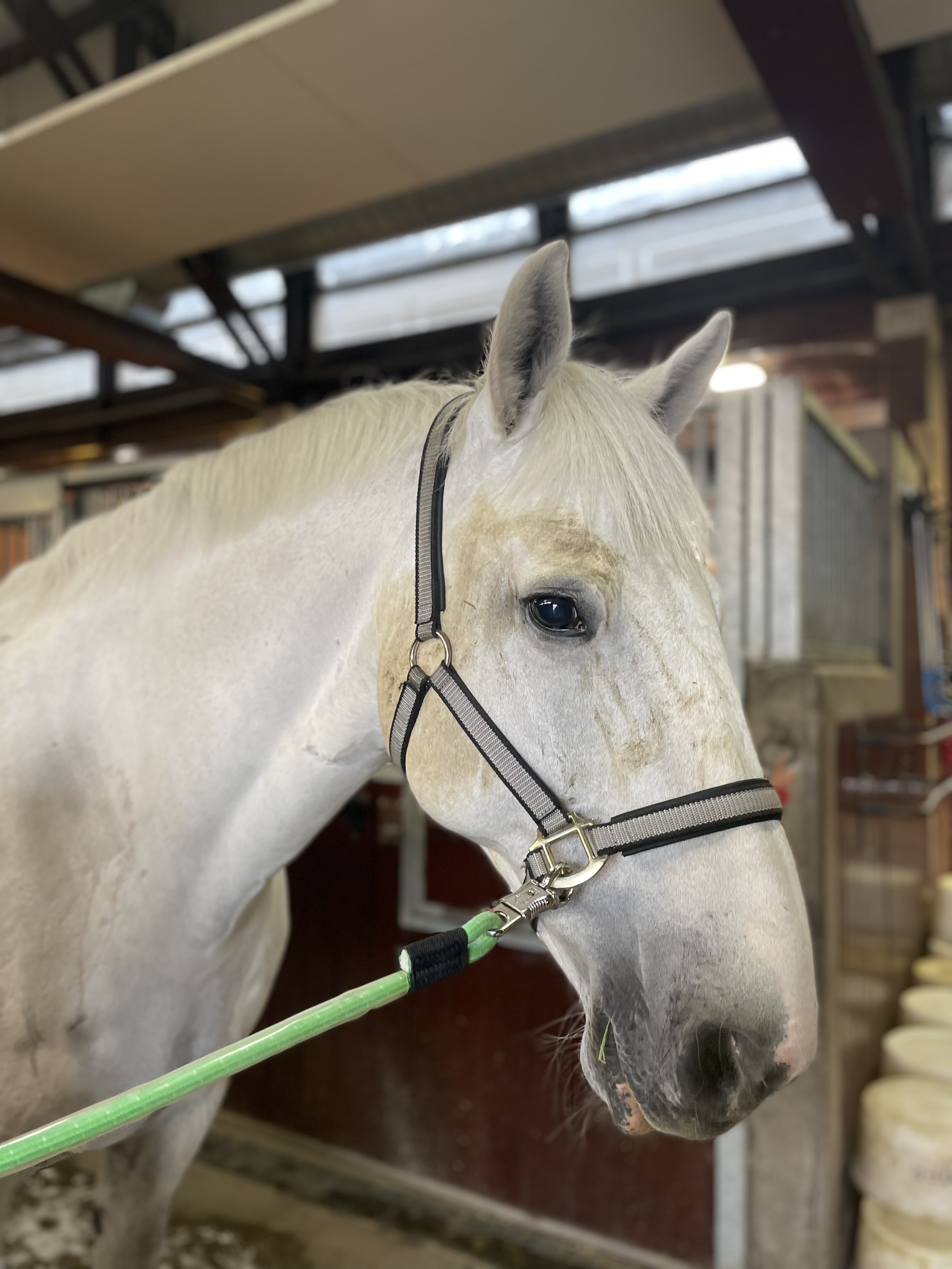 GMP Tactical Mounted Unit (GMPHorses) / Twitter