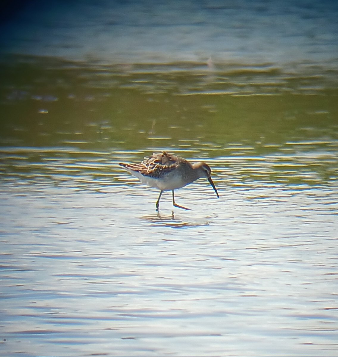 biobirdnerd's tweet photo. It might not look spectacular, but this is my Kendall County Year Bird #recordbreaker: Stilt #Sandpiper #234 Let's Goooooooo! https://t.co/ACCL0pn1ES