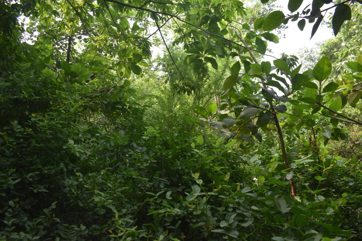 Citizens living in highly polluted National Capital Region of India vehemently object to the plan of Haryana govt to destroy a lush green biodiversity rich mini forest created by students in Faridabad to build a cycle track. We will not let the spirit of our young ones destroyed
