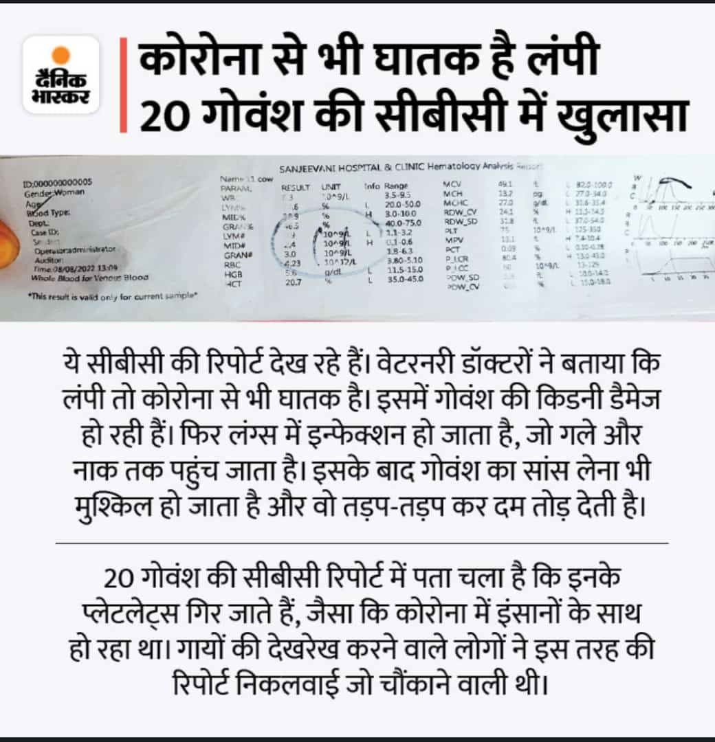BhawaniNokha's tweet photo. #सरकार_गायों_को_संभालो #पशुचिकित्साअधिकारीभर्ती2019  साहब महंगाई पर हल्ला तो बाद में भी कर लेना यहा आपके प्रदेश में लगातार गायों की मौत हो रही है और इलाज के लिए डॉक्टर भी नहीं है। 2019 में एक भर्ती आई थी जो अभी तक भी पूरी नहीं हुई है। https://t.co/stoHkFA4xr