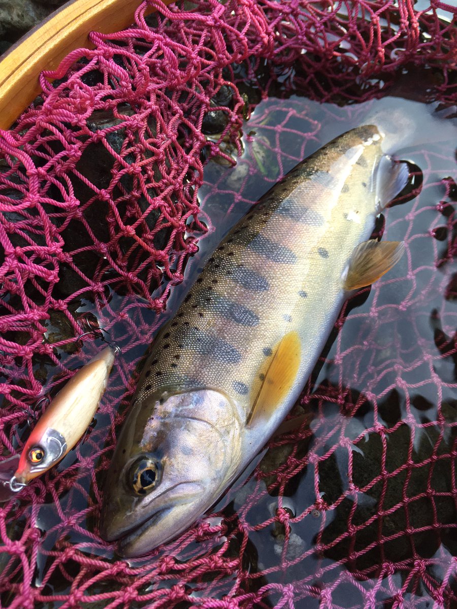 JTL7124's tweet photo. 渓流にてプロト燕40HSが好調で綺麗なヤマメが釣れました。プロトのクランクが意外や意外とても使いやすくて、ミノーよりも良いかもと思ってしまいました。各種プロトを進めていきます。
#渓流
#jumpingtomatolures
#ジャントマ
#ミノーイング
#渓流クランク
#燕
#40HS
https://t.co/IYR0bv84tt https://t.co/YjyapOhrDZ