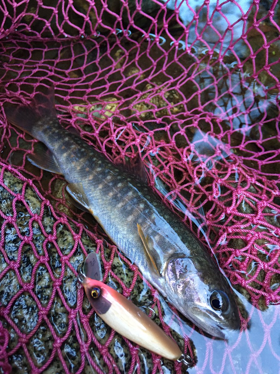 JTL7124's tweet photo. 渓流にてプロト燕40HSが好調で綺麗なヤマメが釣れました。プロトのクランクが意外や意外とても使いやすくて、ミノーよりも良いかもと思ってしまいました。各種プロトを進めていきます。
#渓流
#jumpingtomatolures
#ジャントマ
#ミノーイング
#渓流クランク
#燕
#40HS
https://t.co/IYR0bv84tt https://t.co/YjyapOhrDZ
