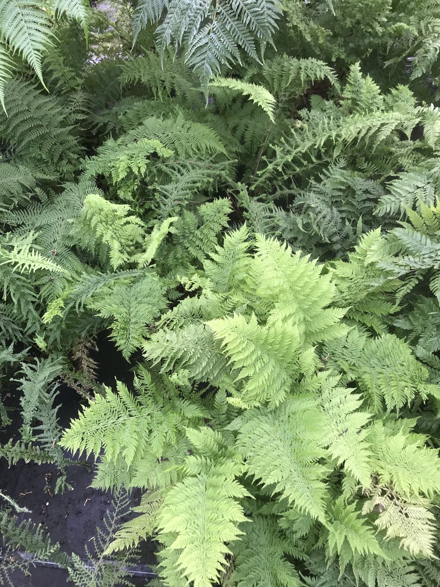 This is a small selection of ferns we’ll be taking to Helmingham hall on the 18th of September many of which I’ve done my self from spores….