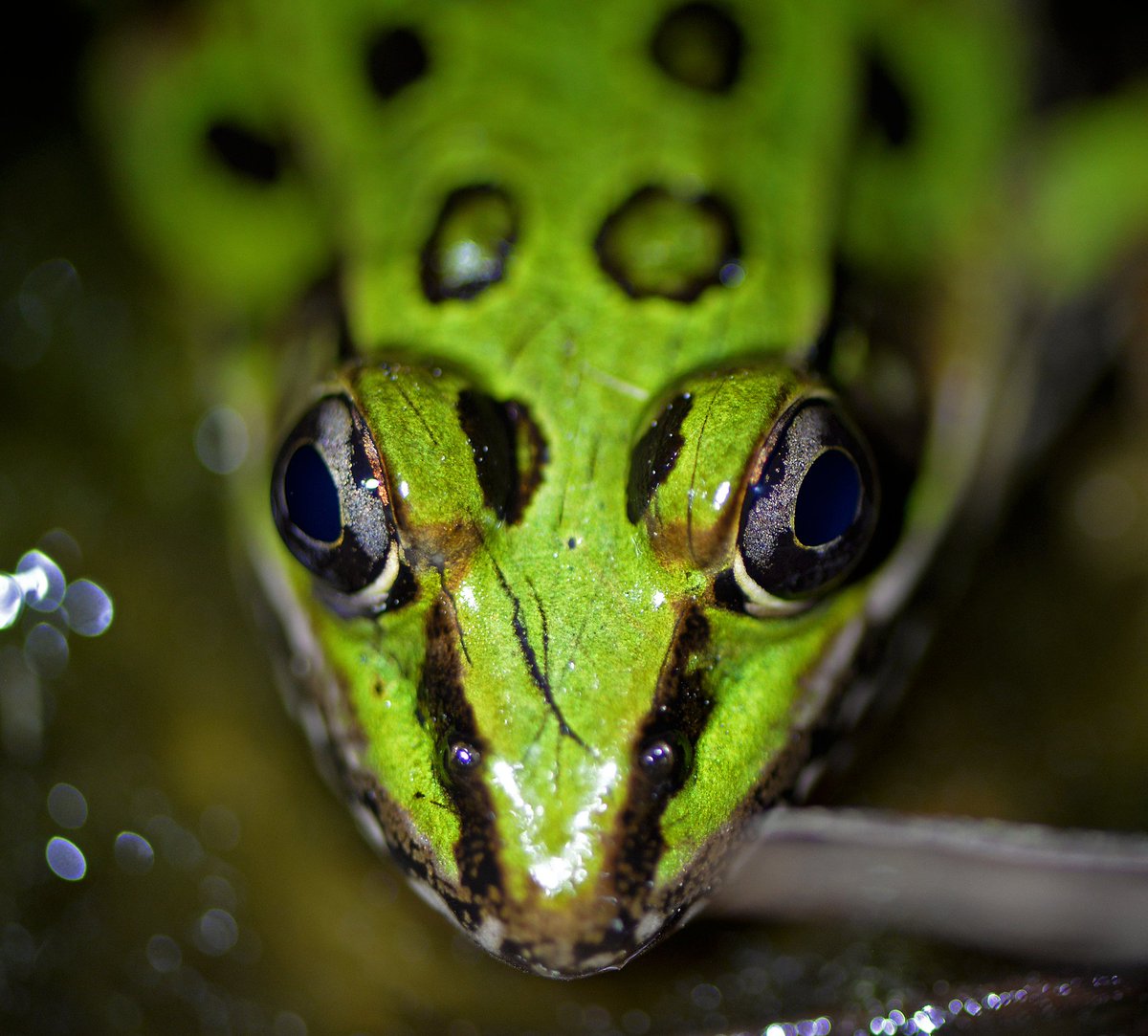 nj_pinelands's tweet photo. Happy National Wildlife Day in the NJ Pinelands! Here is a closeup of a southern leopard frog in the Pinelands.
๐ท: John Bunnell, Pinelands Commission Chief Scientist
#njpinelands #nationalwildlifeday #frogs #frog #leopardfrog #wildnewjersey #ilovefrogs https://t.co/JerC64dlNa