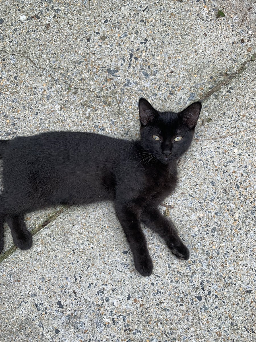 Reader_Fictions's tweet photo. @seananmcguire This is Merlyn. She was a stray kitten outside my house, and my parents just adopted her. She's already in charge. https://t.co/1CnqhZG3ym