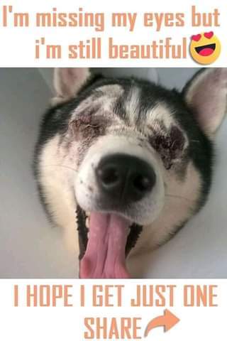 I'm missing my eyes but I'm still beautiful....I hope I get just one share 🙏🙏♥️