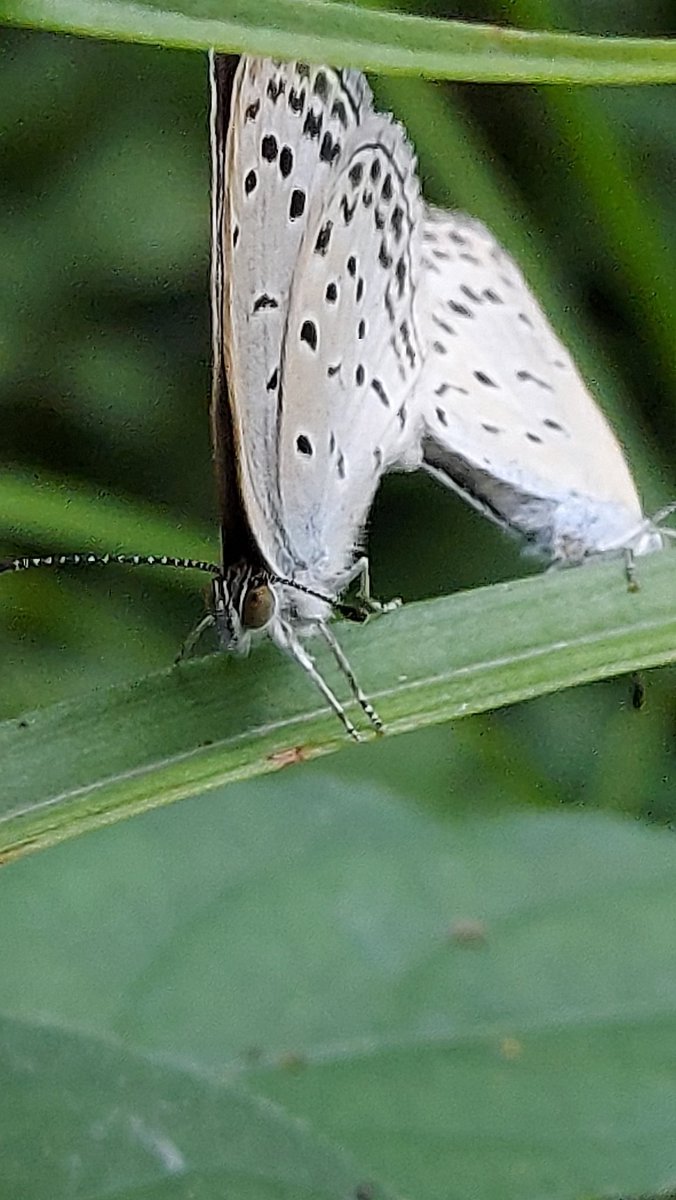 yzbekO's tweet photo. 🦋 ヤマトシジミ 🦋
庭のユリの葉っぱで ♪
2匹をめっけ ♪♪
近寄っても平気 ♪♪♪
・
#SmallButterfly
#ヤマトシジミ
#大和小灰蝶
#大和蜆蝶
#ZizeeriaMaha
#PaleGrassBlue
#ButterflyPictures https://t.co/tSq9S9txIE