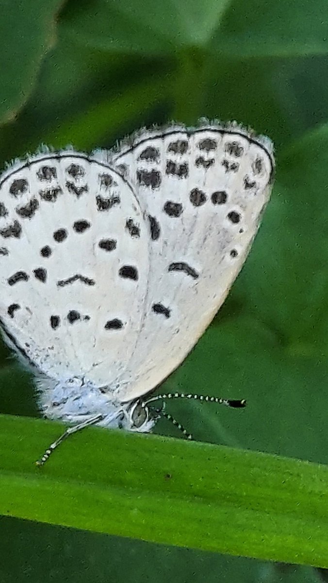 yzbekO's tweet photo. 🦋 ヤマトシジミ 🦋
庭のユリの葉っぱで ♪
2匹をめっけ ♪♪
近寄っても平気 ♪♪♪
・
#SmallButterfly
#ヤマトシジミ
#大和小灰蝶
#大和蜆蝶
#ZizeeriaMaha
#PaleGrassBlue
#ButterflyPictures https://t.co/tSq9S9txIE