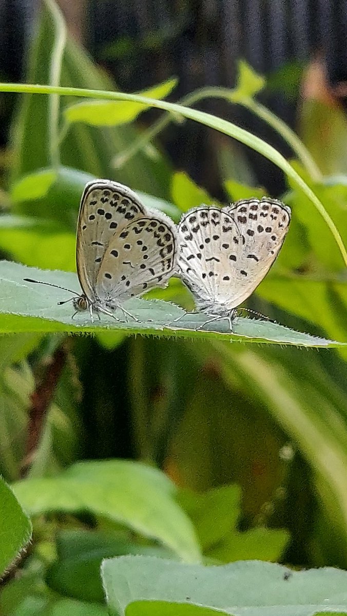 yzbekO's tweet photo. 🦋 ヤマトシジミ 🦋
庭のユリの葉っぱで ♪
2匹をめっけ ♪♪
近寄っても平気 ♪♪♪
・
#SmallButterfly
#ヤマトシジミ
#大和小灰蝶
#大和蜆蝶
#ZizeeriaMaha
#PaleGrassBlue
#ButterflyPictures https://t.co/tSq9S9txIE