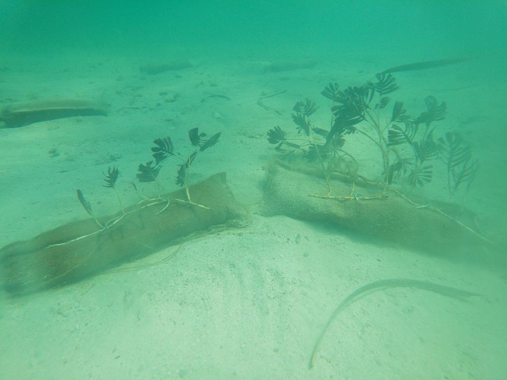 Scaling up restoration underwater is challenging!
We are trialling different methods of assisting natural recovery of damaged #Amphibolis #seagrassmeadows using seagrass 'snaggers’ and ‘wieners’ in #SharkBay #Gathaagudu #MalganaCountry #generationrestoration #marinerestoration