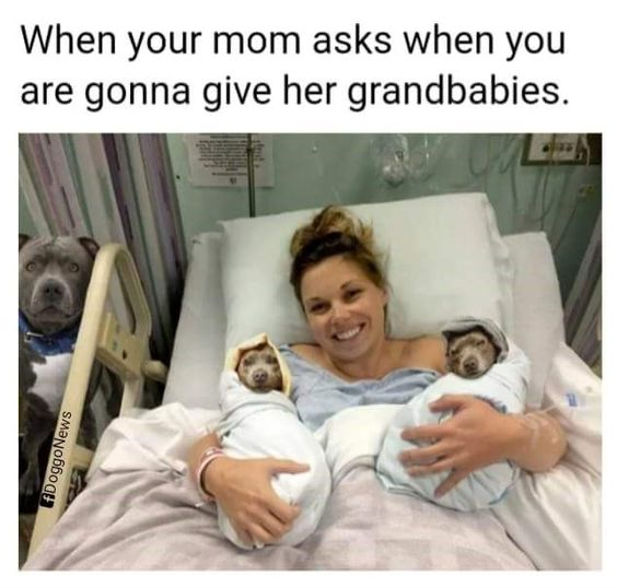 WholesomeMemes (@wholesomememe) on Twitter photo 